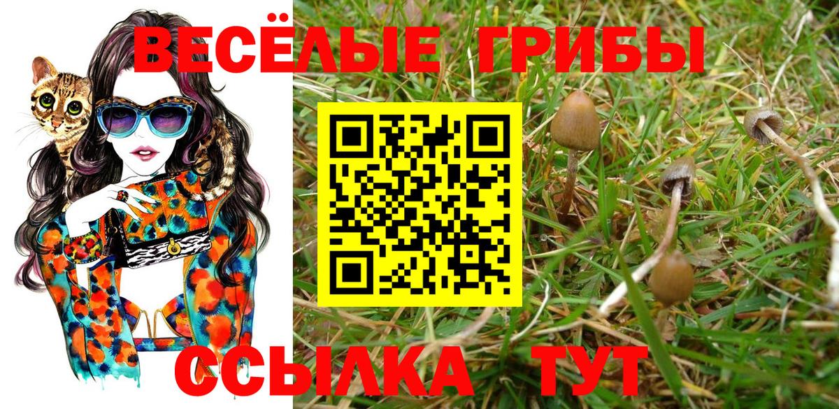 Галлюциногенные грибы Psilocybe Астрахань